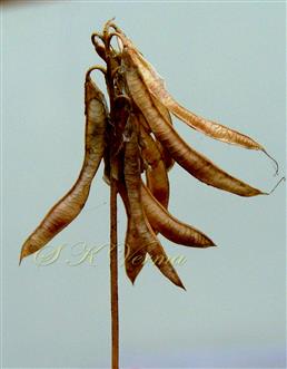  Legumes